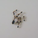 Monomorium