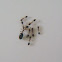 Monomorium
