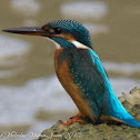 Common Kingfisher