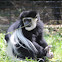 White-mantled Colobus