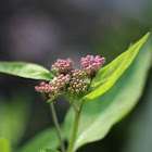Swamp Milkweed