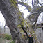Roble albar- Sessil Oak