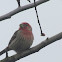 House Finch