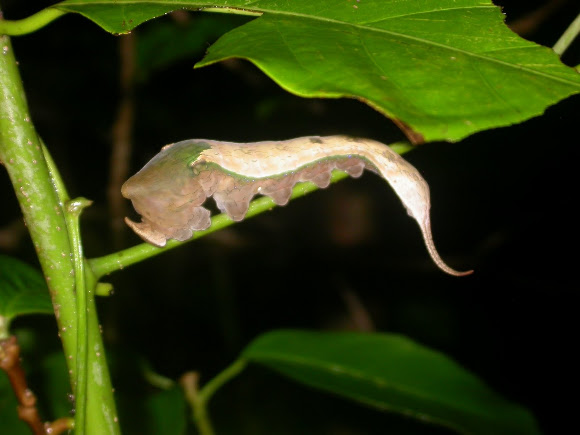 Spotting Image 1