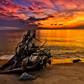 The Wrecked Tree by Charliemagne Unggay - Landscapes Waterscapes ( clouds, water, nature, colors, sunrise )