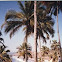 Coconut Tree
