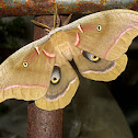 Polyphemus Moth