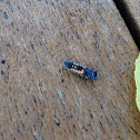 Multicolored Asian Ladybeetle, (larva).