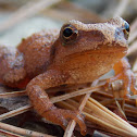 Spring Peeper