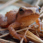 Spring Peeper