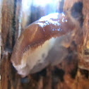 Unknown Mushroom