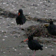 Birds of New Zealand