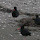 Birds of New Zealand