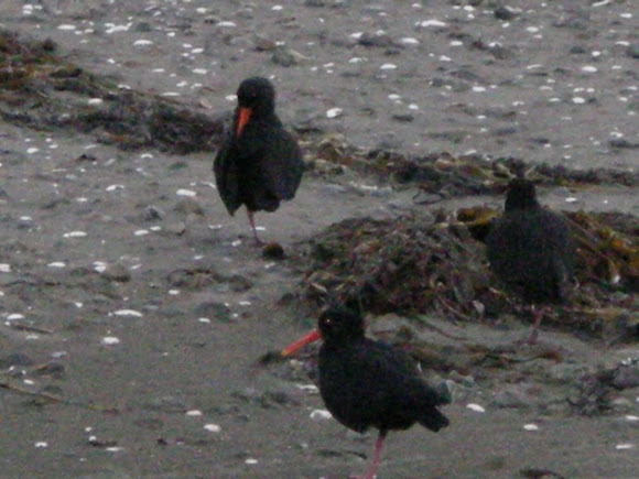 Spotting Image 1