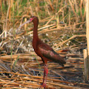 White-faced Ibis