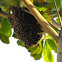 'Africanized Bees'