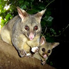 Brushtail Possum