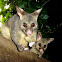 Brushtail Possum
