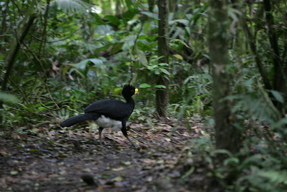 Spotting Image 1