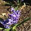 Hyacinth