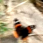 Red admiral
