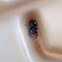 Daring Jumping Spider