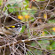 New Holland Honeyeater