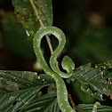 Pit viper