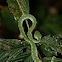 Pit viper