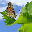 Mariposa de los cardos