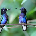 Velvet purple coronet