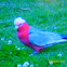 Galah Cockatoo