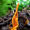 Coral Fungi