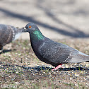 Rock Dove