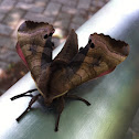 Marumba gaschkewitschii