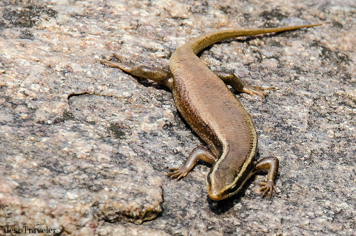 skink lizard 