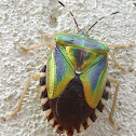 Mattiphus Shield Bug