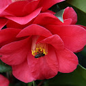 Camellia