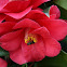 Camellia