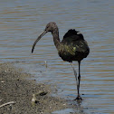 White-faced Ibis