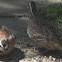 Northern Bobwhite