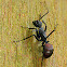 Spiny Ant