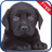 Labrador Retriever+ Free mobile app icon