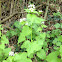 Garlic Mustard