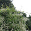 Silverlace Vine