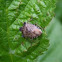 Stink Bug