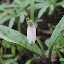 white trout lily