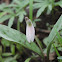 white trout lily