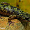 Green Salamander