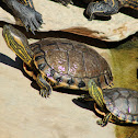 D'Orbigny´s slider